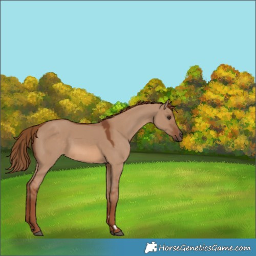 Horse Color:Red Dun 