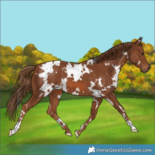 Horse Color:White Spotted Chestnut 