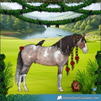 Horse Color:White Spotted Brown Roan Splash 
