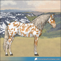 Horse Color:Palomino Near Leopard 