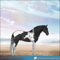 Horse Color:Brown Tobiano 