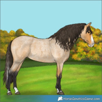 Horse Color:Buckskin Roan Splash 