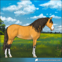 Horse Color:Buckskin 