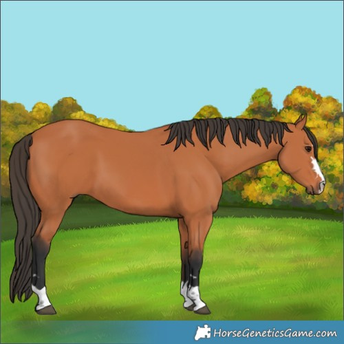 Horse Color:Bay 