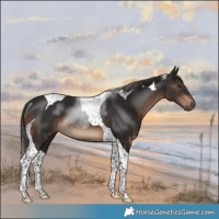 Horse Color:Liver Chestnut Tobiano Rabicano 