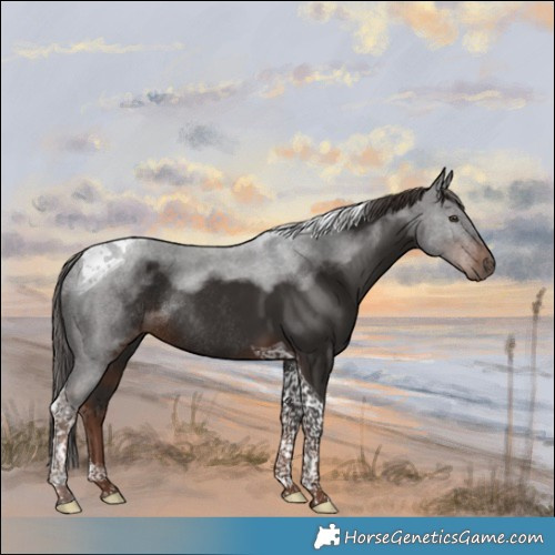 Horse Color:Liver Chestnut Tobiano Rabicano