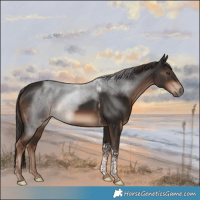 Horse Color:Liver Chestnut Tobiano Rabicano