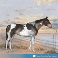 Horse Color:Liver Chestnut Tobiano Rabicano 