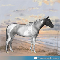 Horse Color:Liver Chestnut Tobiano Rabicano