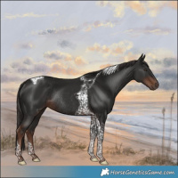 Horse Color:Liver Chestnut Tobiano Rabicano