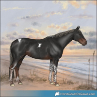 Horse Color:Liver Chestnut Mushroom Tobiano Rabicano