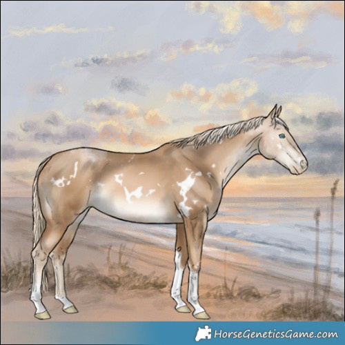 Horse Color:White Spotted Chocolate Palomino Pearl Tobiano