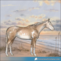Horse Color:White Spotted Chocolate Palomino Pearl Tobiano 
