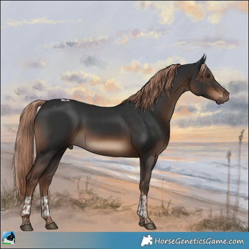 Horse Color:Liver Chestnut Tobiano 