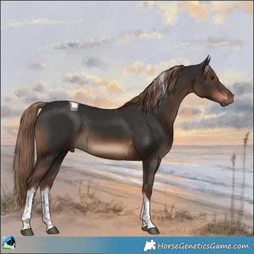 Horse Color:Liver Chestnut Tobiano Rabicano 