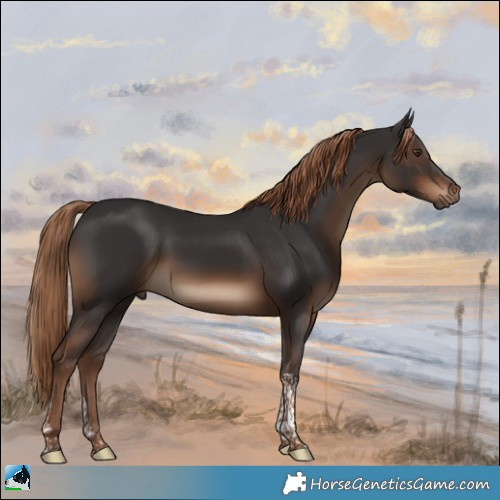 Horse Color:Liver Chestnut Tobiano Rabicano 