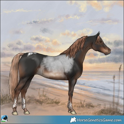 Horse Color:Liver Chestnut Tobiano