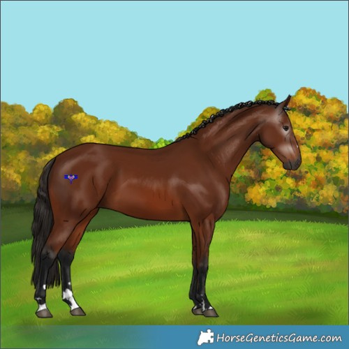Horse Color:Gray Bay 