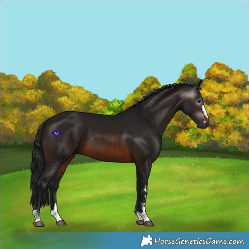 Horse Color:Gray Brown 