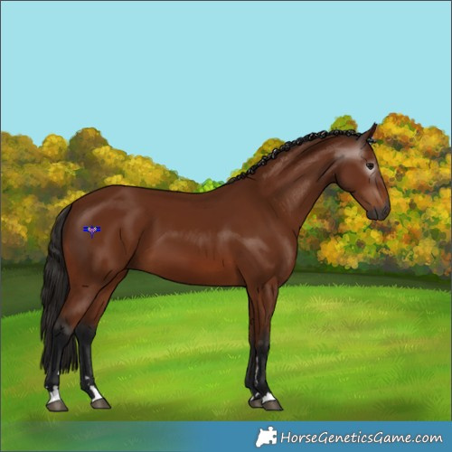 Horse Color:Gray Bay 