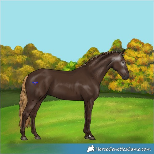 Horse Color:Gray Chestnut 