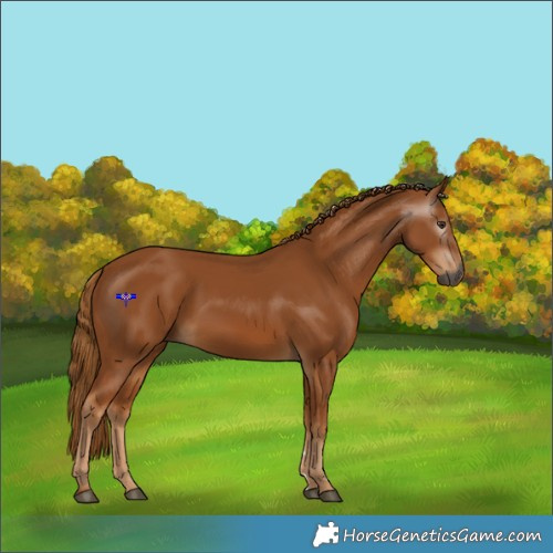 Horse Color:Gray Chestnut 