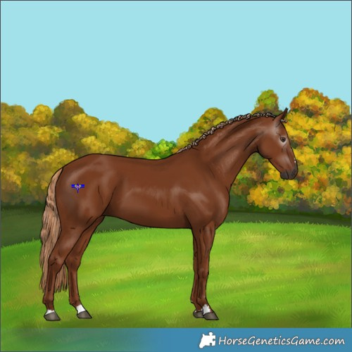 Horse Color:Gray Chestnut 