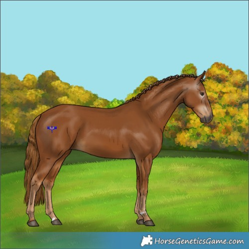 Horse Color:Gray Chestnut 