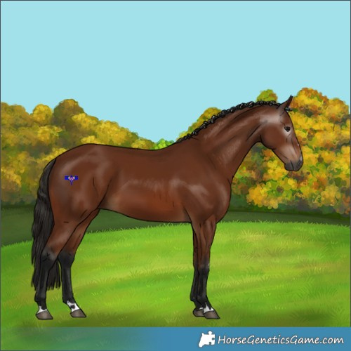 Horse Color:Gray Bay 