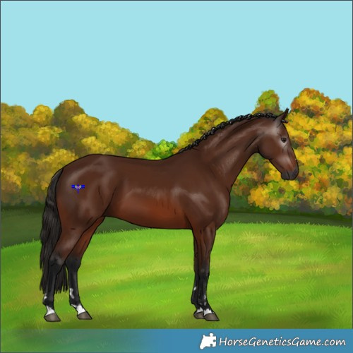Horse Color:Gray Bay 
