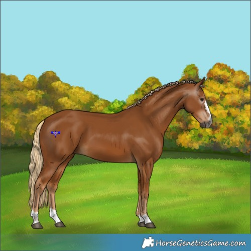 Horse Color:Gray Chestnut 