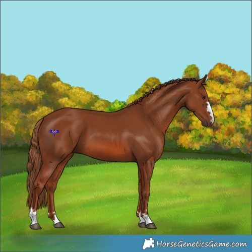Horse Color:Chestnut 