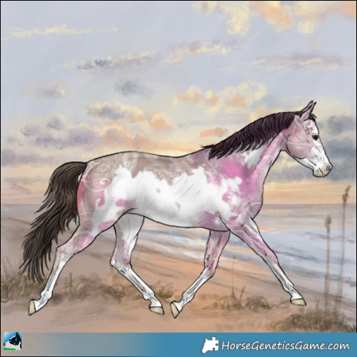 Horse Color:Classic Champagne Ice Sabino Frame Rabicano
