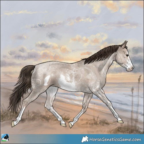 Horse Color:Classic Champagne Ice Sabino Frame 
