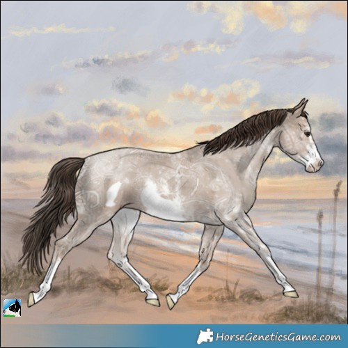 Horse Color:Classic Champagne Ice Sabino Frame 