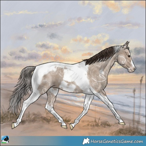 Horse Color:Classic Champagne Ice Tobiano Frame