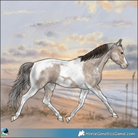 Horse Color:Classic Champagne Ice Tobiano Frame 