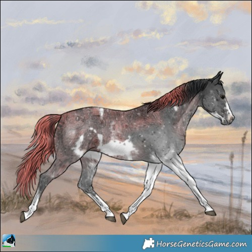 Horse Color:Black Ice Sabino Tobiano Frame Rabicano 