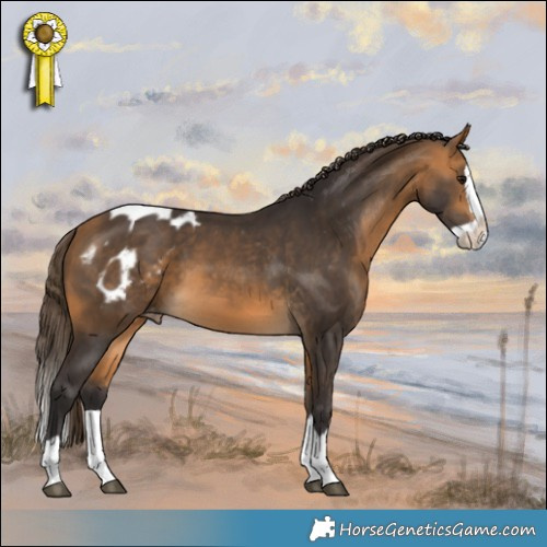 Horse Color:Buckskin Splash Blanket 