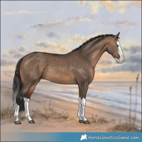 Horse Color:Bay Dun Splash