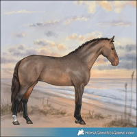 Horse Color:Bay Dun Appaloosa 