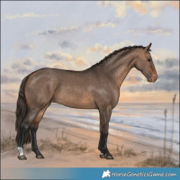 Horse Color:Bay Dun Appaloosa 