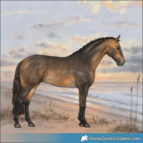 Horse Color:Buckskin