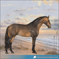 Horse Color:Buckskin 