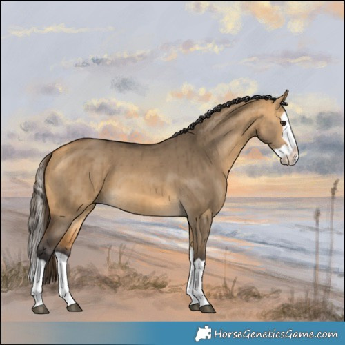 Horse Color:Buckskin Dun Splash Brindle 
