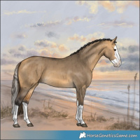 Horse Color:Buckskin Dun Splash Brindle 