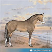 Horse Color:Buckskin Dun Splash Brindle