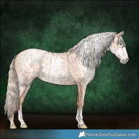 Horse Color:Gold Champagne Pearl Rabicano  and Gray Gold Champagne Pearl Rabicano 