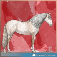 Horse Color:Gold Champagne Pearl Rabicano and Gray Gold Champagne Pearl Rabicano