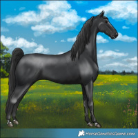 Horse Color:Black 